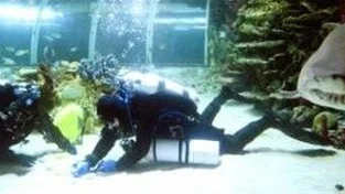 Dykarna Annelie Lövgren och Levente Toth spelade undervattensyatzy i fyra timmar i hajbassängen i Kolmårdens Tropicarium. Ett världsrekord att                   rapportera till Guinness.
