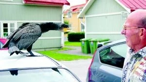 Bengt: På min bil! Jag vet ju hur du och din sort brukar ställa till det så allt blir vitt. Du kan väl välja nån annans... Skarven: Nu var det så att den passade, jag har faktiskt aldrig åkt nåt sånt här förr.
Foto: Hasse Johnsson