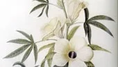 Hibiscusblomma, en ketmia, en av många vackra illustrationer i Linnéboken.