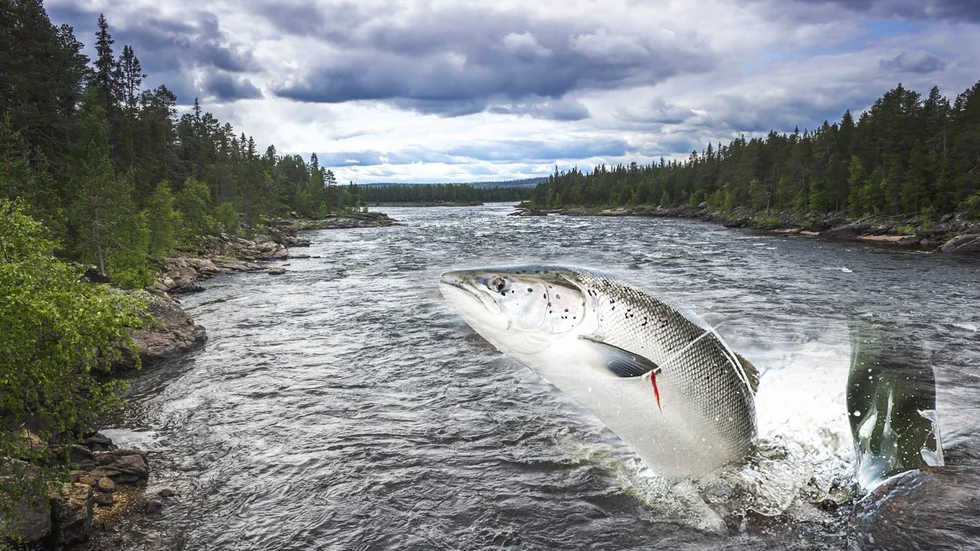 En utökad gruvdrift enligt Kaunis Irons ansökan riskerar att skada fisket och fiskstammarna i Muonio och Torne älvar, menar den finska fiskerimyndigeheten. 