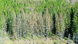 Granar som drabbats av granbarkborrens härjningar blir först bruna i toppen, sedan dör trädet.  Foto: Johan Gustafsson
