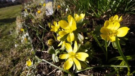 Underbart vackra Vintergäck vände sina stjälkar mot solen.