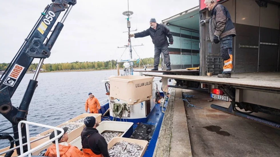 Tonvis med siklöja lastas av trålbåtarna för att transporteras vidare för beredning som ska ske inom 24 timmar. Varje ”binge” rymmer mellan 400–450 kilo fisk.