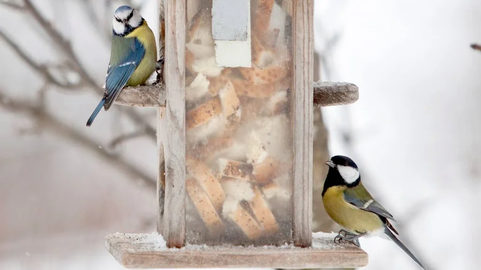 En blåmes och en talgoxe tar för sig av godsakerna vid ett fågelbord. Arkivbild.