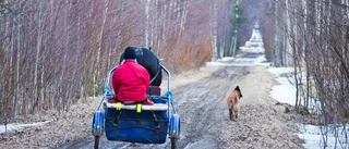 Ny ridväg vid järnvägsspåret blev hästens död