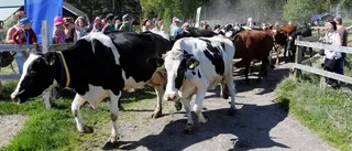 Ystra kossor på grönbete