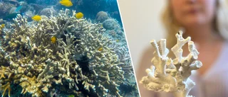 Uppsalabons konst kan rädda havet: "Utdöda korallrev kan byggas upp igen"
