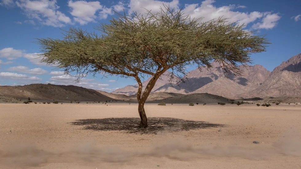 Asiatiska vinterspelen 2029 kommer att hållas i Saudiarabien – i öknen där den kommande megastaden Neom ska byggas. Arkivbild.