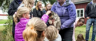 Djurmysigt på Grandagen