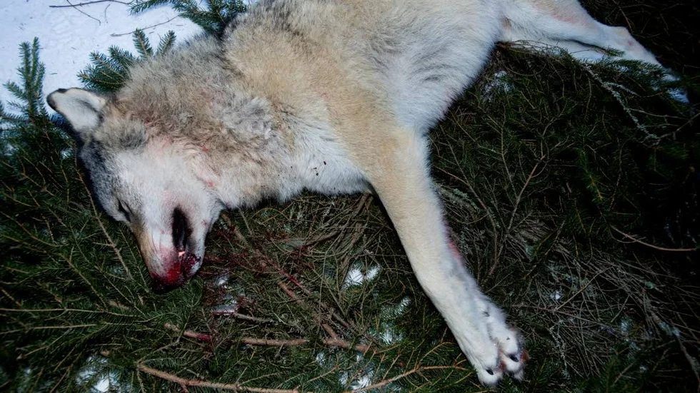 Vargjakt. Bengt Cete (MP) är kritisk till hur jakten på varg genomförts i vinter.