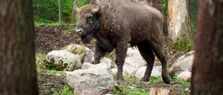 Djurparksdjuren sjuka av varma vintrar