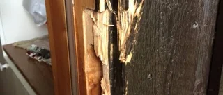 Fjälltjuven försvann spårlöst