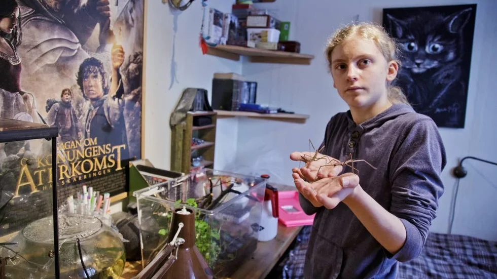 Vandrande pinnar. Två vandrande pinnar kommer kanske snart bli fler. Närmare 50 ägg har de lagt, förhoppningsvis kommer de kläckas och bli pinnbebisar.