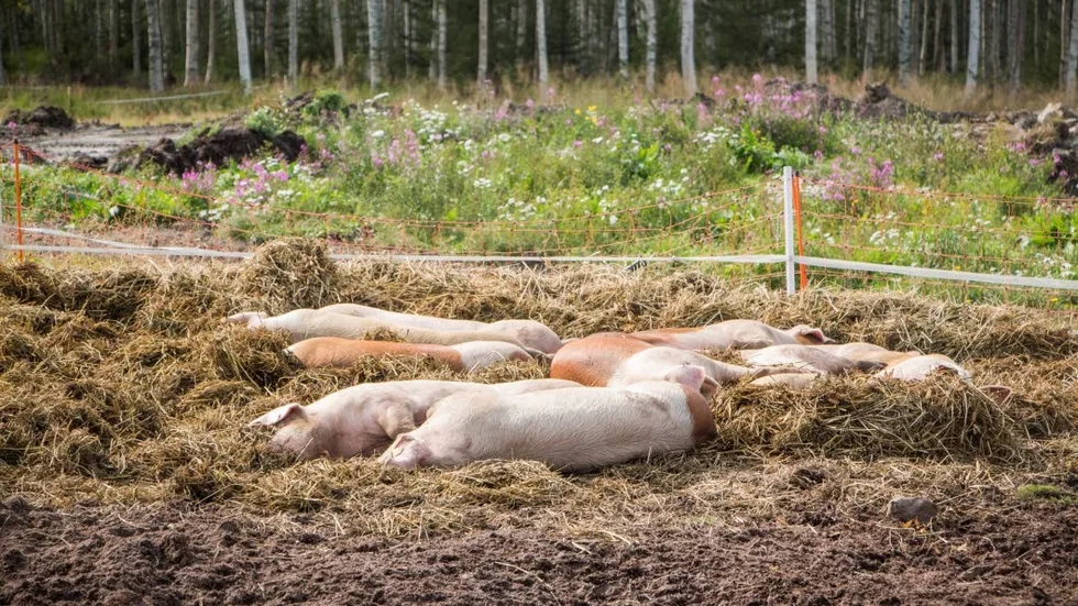 Grisarna ligger och mår gott ute i hagen. Till våren blir den här ytan ett nytt trädgårdsland.