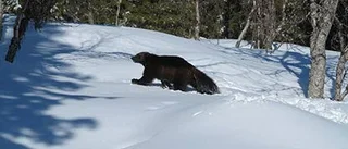Fler järvar föds i Sverige