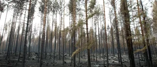 Bränderna höjer skogspriser