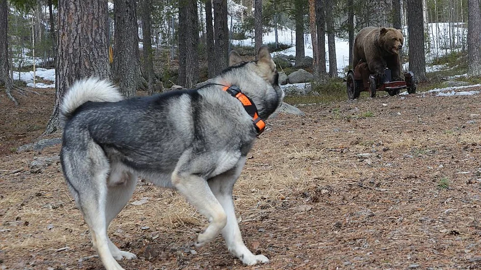 Blandrashundar är mest populära men jämthunden är också attraktiv bland de som vill skaffa vovve.