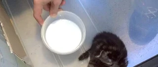 Övergivna kattungar räddades på godståg