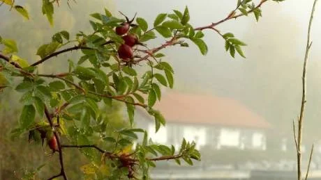 Som i ett dis skymtar Fagervik, bredvid marmorbruket i Kolmården, i bakgrunden medan nyponen blänker i förgrunden.