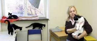 Extremt många kattungar överges