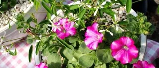 Dags att plantera!