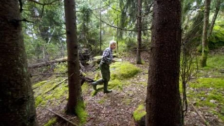 Naturvårdare Ulf Kleist på Skogsstyrelsen försöker besöka så många anmälda avverkningsområden han hinner för att upptäcka naturvärden, innan skogen avverkas. Just denna skog är ett exempel på äldre blandskog, en skogstyp som enligt Kleist är på tillbakagång till förmån för främst planterad granskog, där den biologiska mångfalden blir mycket lägre.