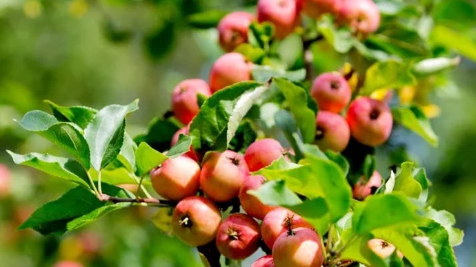 Sävstaholm är en vanlig äppelsort. Det är ett mellanstort syrligt äpple som mognar i mitten av september och som går att lagra ett par veckor.