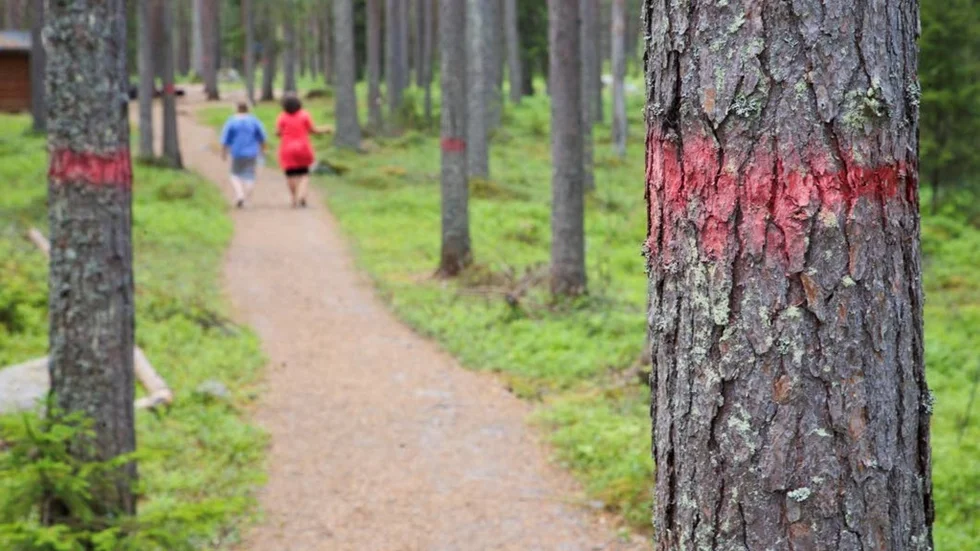 De röda markeringarna på träden visar att det är en vandringsled.