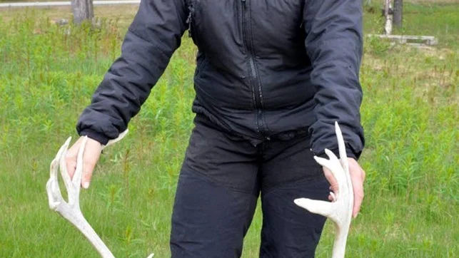 Renhornet på gården. Det är till för att öva lassokastning. Men det var förr, nu övar jag sällan, säger Vaino Persson.