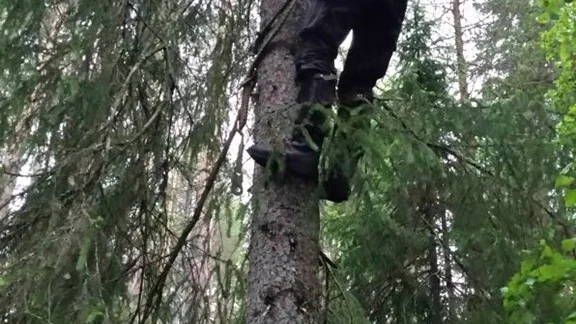 Pitebon Lars Håsteen har tidigare bott i Älvsbyn. Under onsdagsnatten var han tillbaka för att klättra upp och rädda ungarna till den skjutna lappugglan.