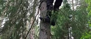 Pitebo räddade lappugglans ungar