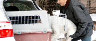Italienske gästjägaren hämtade sin hund