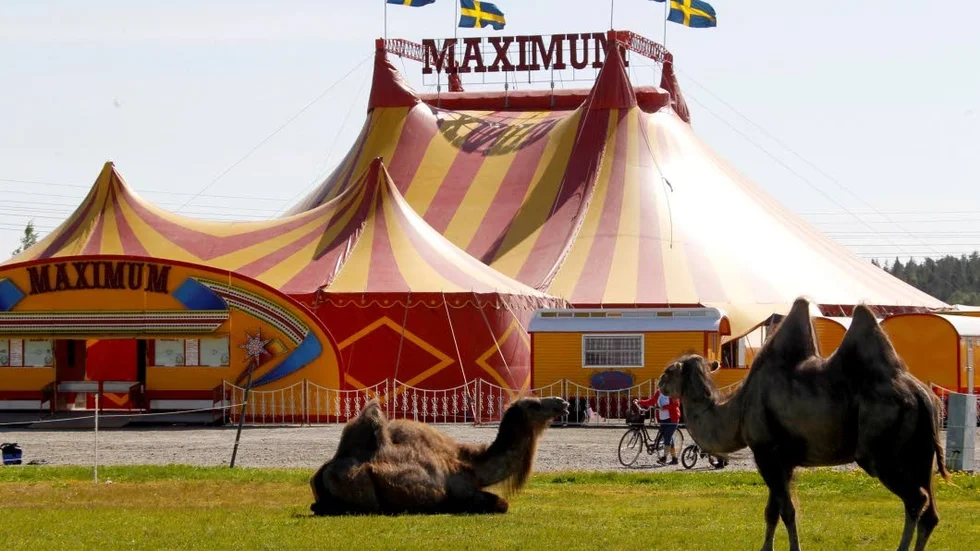 Cirkus Maximum väljer bort Älvsbyn på turnéplanen i år. Även Cirkus Wictoria har skippat Älvsbyn på turnén i år, vilket har med fjolårets tvist att göra. (Arkivbilder)