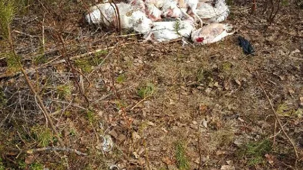 Ett flertal höns dumpadesav någon under onsdagseftermiddagen i närheten av Sjulsmarksskogarna.
