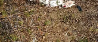 50-tal hönskadaver dumpade i skogen