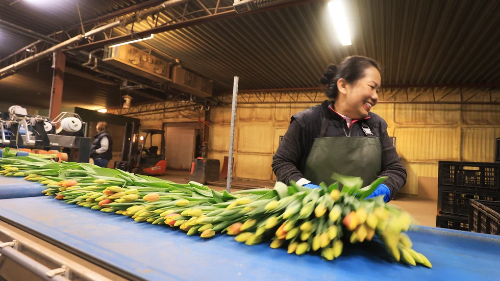 Buaban Hongsa plockar effektivt upp nybundna buketter med tulpaner från produktionsbandet.