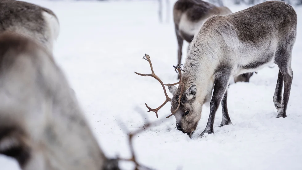 Renar är ett av djuren som kan få svårare med föda i klimatförändringarnas spår. Arkivbild.