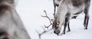 Många fjälldjur drabbas av stigande temperaturer