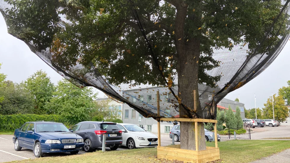 Med nätet hoppas kommunen sätta stopp för fallfrukt som ramlar ner på bilarna på parkeringen intill päronträdet.