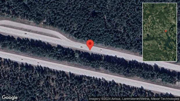 Hjortar på fel sida viltstängslet på E18