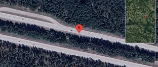 Hjortar på fel sida viltstängslet på E18