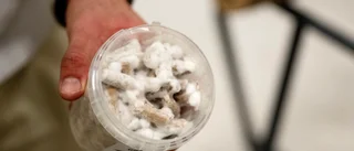 Missnöjd över dåligt svampår? Odla själv