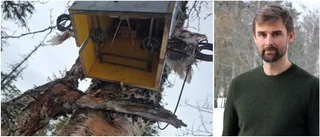 Illegala fällor som misstänkts vara gillrade för järv beslagtagna