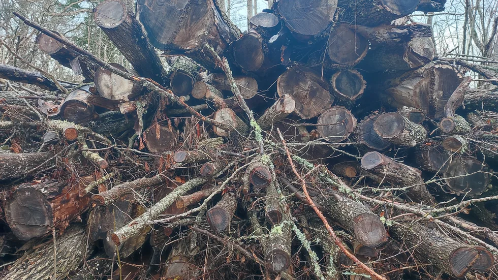 En hög som markägare skulle tagit om hand, men lämnat kvar. Konsekvensen har blivit en explosion av almsjuka i närområdet. 