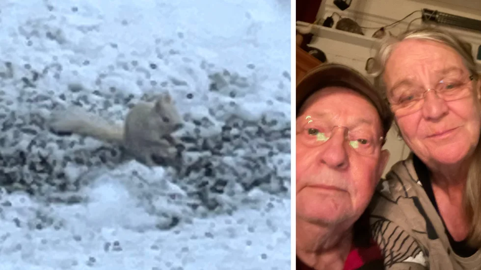 Sören Gustafsson och Eva Bratt har två gånger haft besök av en ovanlig vit ekorre.