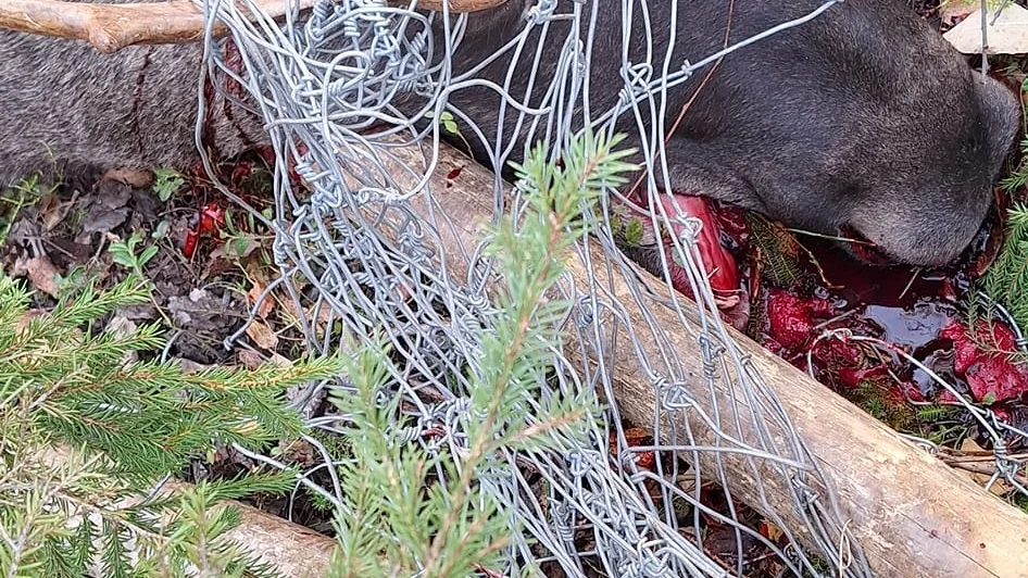 Älgen fastnade med sina horn i viltstängslet och behövde avlivas. Nu tvingas Tärendö koncessionssameby att ta hand om stängslet av länsstyrelsen.