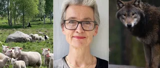 (C): Helt orimligt med ett förbud mot varg inom kommunens gränser