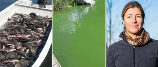 Spetebysjön är övergödd – vitfisk tas upp på prov för att göra vattnet mer klart
