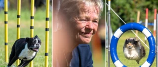 Agility-SM på Gotland väcker förhoppningar för framtiden: "Det skojas om att utveckla"