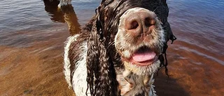 Läsarbilden: Hundbus vid vattenbrynet